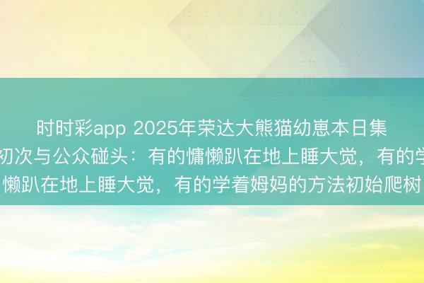 時(shí)時(shí)彩app 2025年榮達(dá)大熊貓幼崽本日集體亮相,共有30只幼崽初次與公眾碰頭:有的慵懶趴在地上睡大覺,有的學(xué)著姆媽的方法初始爬樹