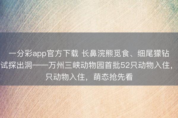 一分彩app官方下載 長鼻浣熊覓食、細尾獴鉆洞、土撥鼠試探出洞——萬州三峽動物園首批52只動物入住，萌態(tài)搶先看
