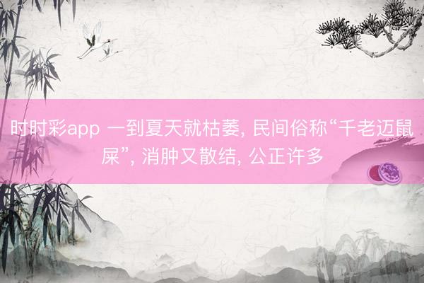 時時彩app 一到夏天就枯萎， 民間俗稱“千老邁鼠屎”， 消腫又散結， 公正許多